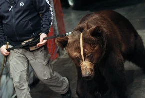 Niedźwiedź od numeru z taczką