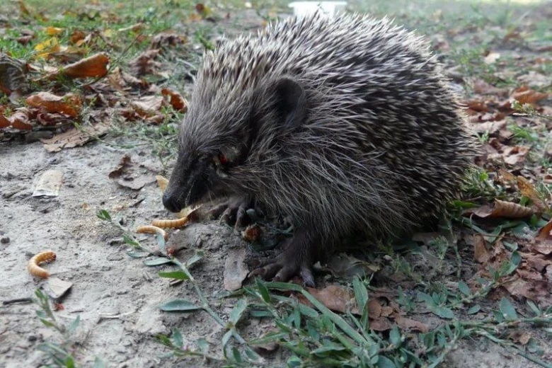 Grupa nastolatków zapałkami wydłubała oczy jeżowi