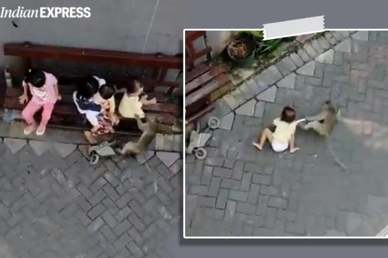 Małpa porywa dziecko